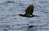 Great Cormorant